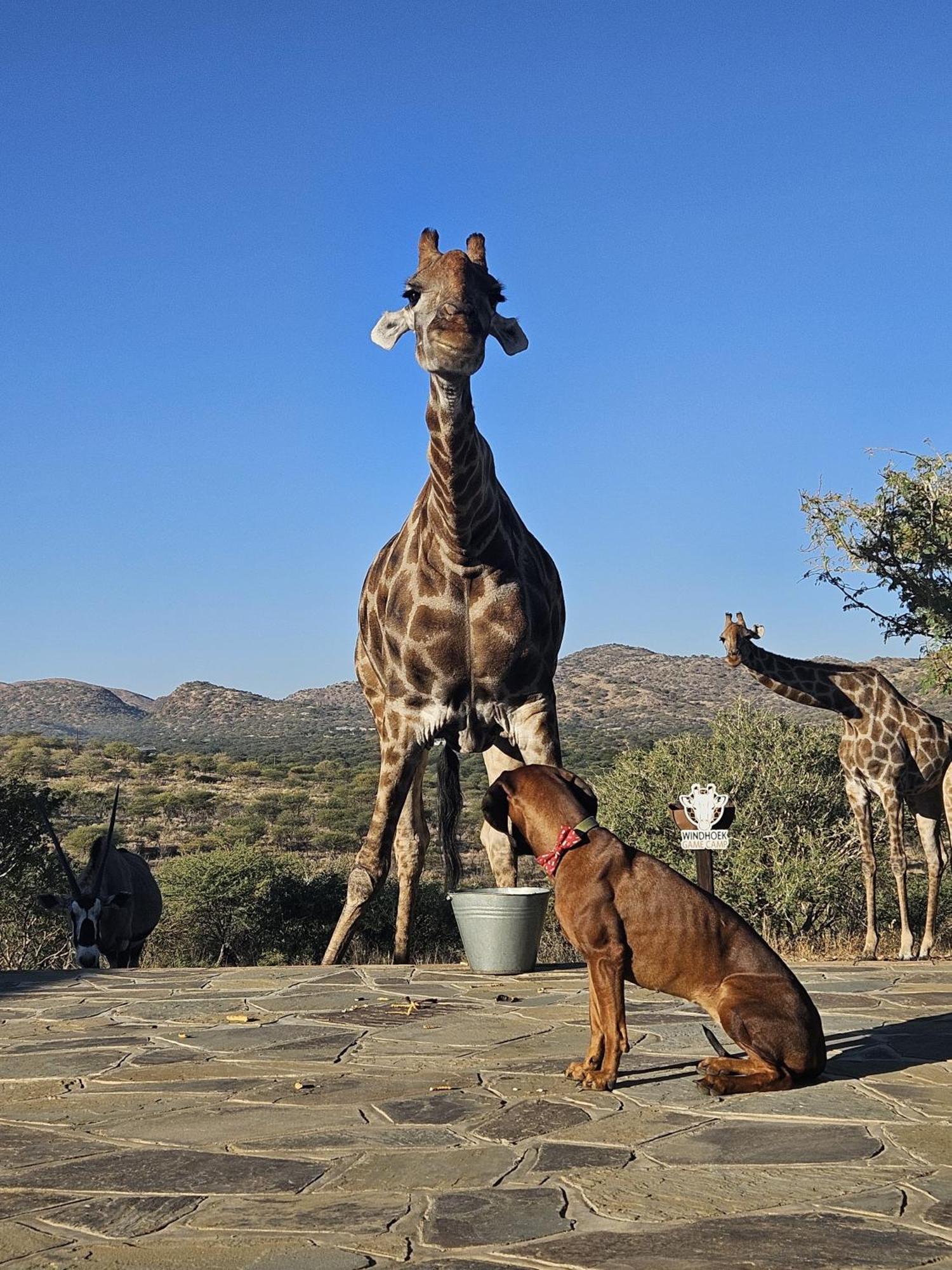 Windhoek Game Camp Lafrenz Township エクステリア 写真